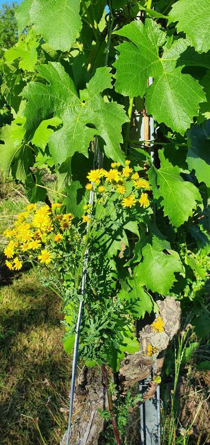 Weingut Will Und Wuerz Lemberger Apartman Schwaigern Kültér fotó